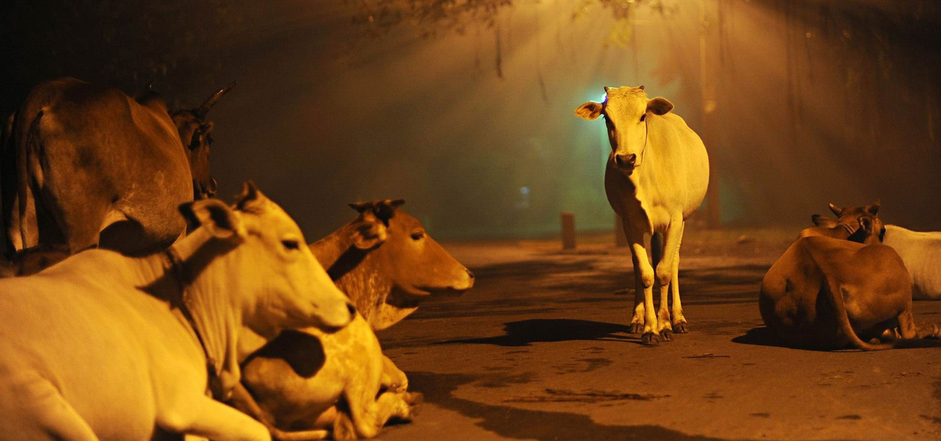 Donate Cow